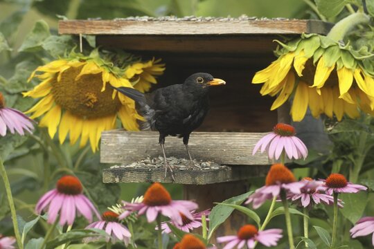 A male blackbird (Turdus merula) at the bird feeder in the summer garden, amongst flowering sunflowers (Helianthus annuus) and purple coneflowers (Echinacea purpurea), Allg&auml;u, Bavaria, Germany
