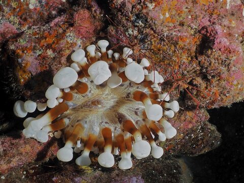 Brown club-tipped anemone (Telmatactis cricoides) and two specimens of arrow crab (Stenorhynchus lanceolatus) on the seabed. Dive site El Cabron Marine Reserve, Arinaga, Gran Canaria, Spain, Atlantic Ocean
