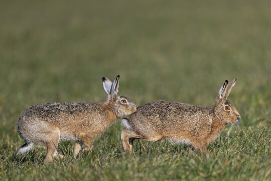 A bumper has positioned herself directly behind the female hare (Lepus europaeus) and touches her abdomen with her nose, mating season, batting season, Germany