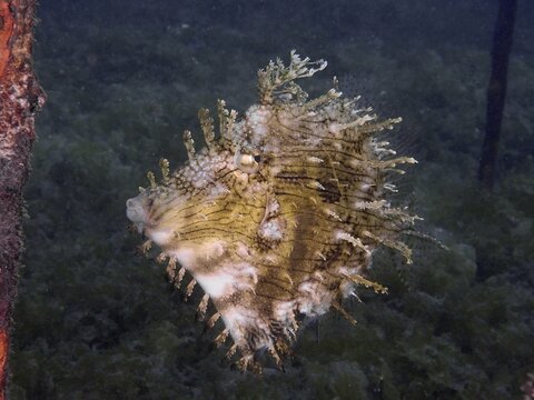 A jewellery filefish (Chaetodermis penicilligerus), filefish, swimming in an abandoned coral nursery, dive site Secret Bay, Gilimanuk, Bali, Indonesia