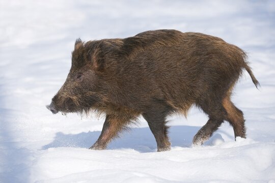 Wild boar (Sus scrofa), wild boar in snow, captive, Saxony, Germany
