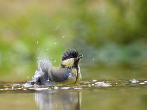 Great tit (Parus major) bathing in shallow water, Solms, Hesse, Germany
