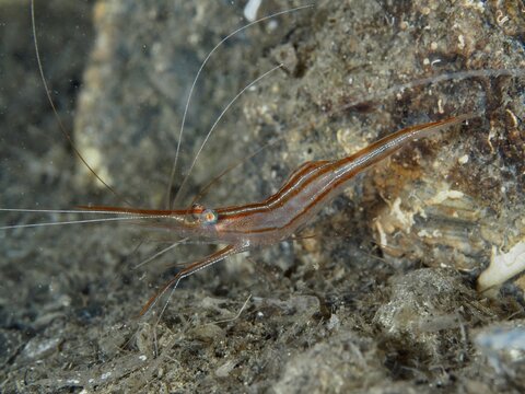 A reddish-brown shrimp with long antennae, unicorn shrimp (Plesionika narval), rests on a rock in the Mediterranean near Hy&egrave;res. Dive site Les Grottes, Giens peninsula, Provence Alpes C&ocirc;te d'Azur, France