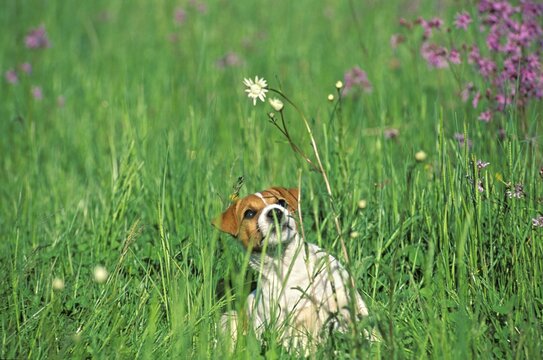 Young Jack-Russel-Terrier