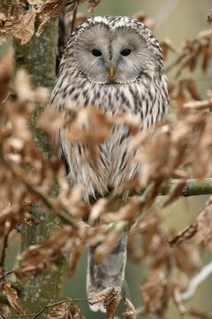 Great grey owl (Strix nebulosa), sitting in a tree, animal portrait, captive