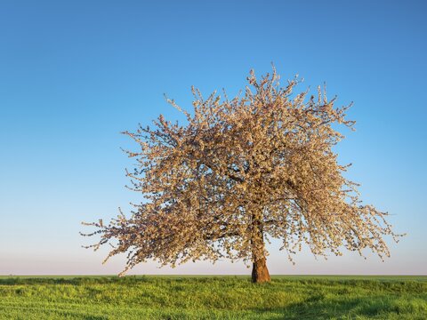 Field landscape in spring, large blooming cherry tree in a green field in morning light, near Querfurt, Saxony-Anhalt, Germany