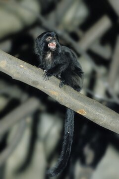 Goeldi's Marmoset (Callimico goeldi), South America