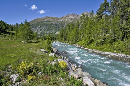 Larchesforest( Larix) , on the river Roseg, Pontresina, Grisons, Engadin, Switzerland