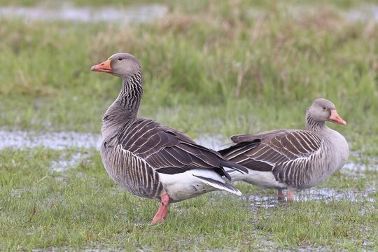 Grey goose (Anser anser) pair on a moor, D&uuml;mmer, Lake D&uuml;mmer, Ochsenmoor, H&uuml;de, Lower Saxony, Germany
