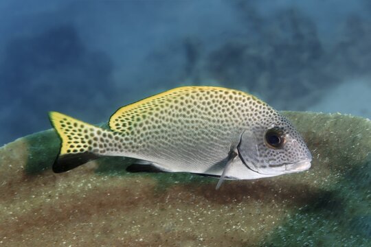 Blackspotted rubberlip (Plectorhinchus gaterinus), Pacific Ocean, Sulu Lake, Tubbataha Reef National Marine Park, Palawan Province, Philippines
