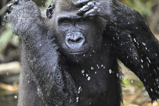 Western lowland gorilla (Gorilla gorilla gorilla) in a river, male animal, R&eacute;serve L&eacute;sio-Louna nature reserve, near Moembe, Plateau department, Republic of Congo