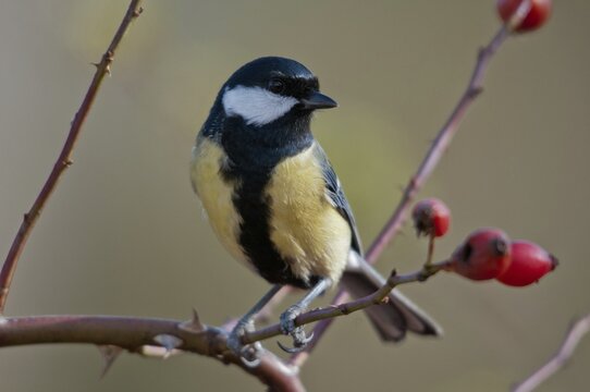 Great tit, great tit, parus major, autumn, birds, autumn, tits, passeri, songbirds, songbirds, tits, birds
