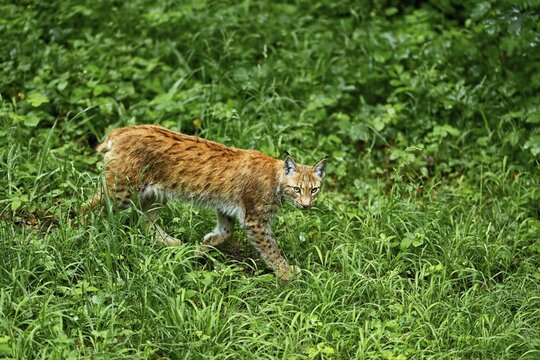 Eurasian lynx (Lynx lynx) or northern lynx, young roaming through the undergrowth, captive, Switzerland