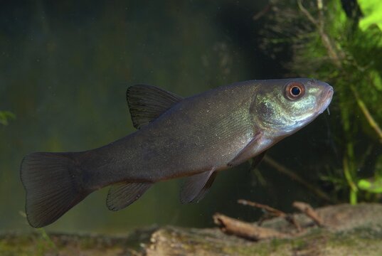 Schleie, Tench, Tinca Tinca, Doctor Fish, Fishes, Pisces