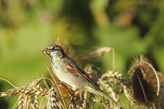 House sparrow ( Passer domesticus) Males foraging in wheat field, Allg&auml;u, Bavaria, Germany