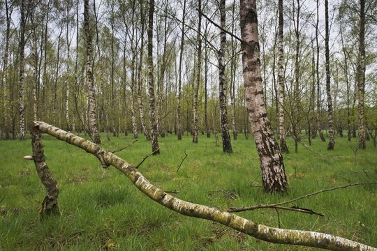 Birch forest (Betula pendula), Emsland, Lower Saxony, Germany