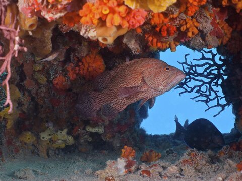 Caribbean grouper (Cephalopholis cruentata) . Dive site Wreck of the USS Spiegel Grove, John Pennekamp Coral Reef State Park, Key Largo, Florida Keys, Florida, USA