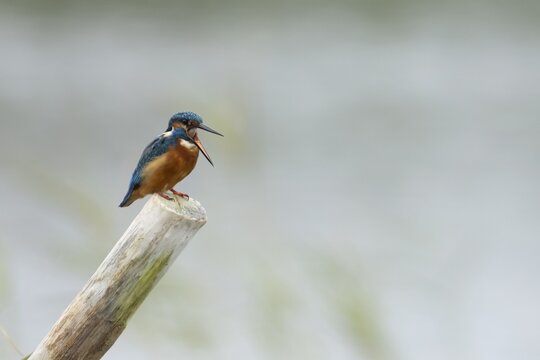 Common kingfisher (Alcedo atthis) adult bird regurgitating a food pellet from its beak on a wooden post in a lake, Norfolk, England, United Kingdom
