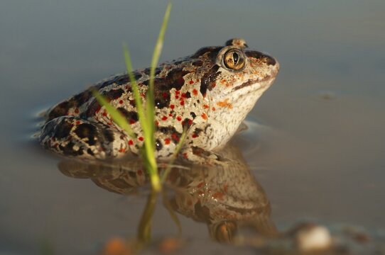 Common spadefoot, garlic toad, pelobates fuscus, amphibians, amphibians, amphibians, amphibians, toads