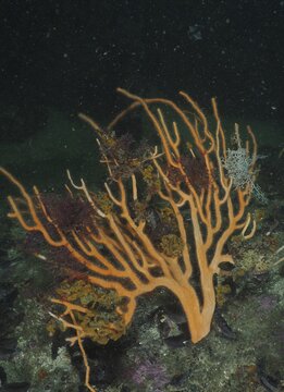 Palmate sea fan (Leptogorgia palma) with gorgon head (Astrocladus euryale), dive site False Bay, Cape of Good Hope, Cape Town, South Africa