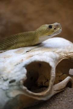 Venomous mexican west coast rattlesnake (Crotalus basiliscus), on cattle skull, captive, Germany
