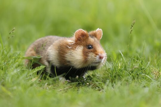 European hamster (Cricetus cricetus) in a meadow, wildlife, Austria