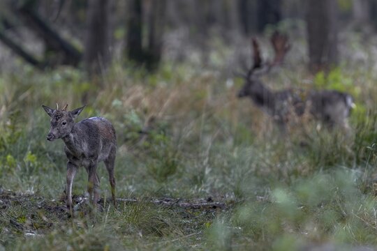 A fallow deer (Dama dama) swiftly moves across the rutting ground, rut, mating season, deer rut, autumn, October, Germany