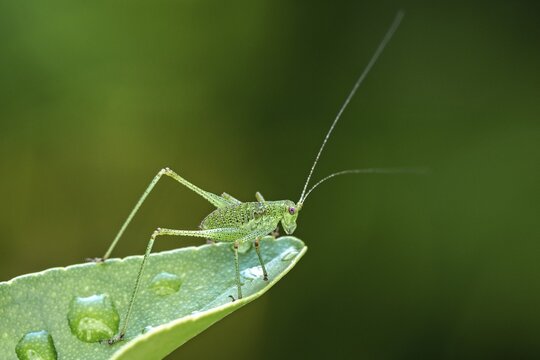 Speckled bush-cricket (Leptophyes punctatissima) sits on leaf, Baden-W&uuml;rttemberg, Germany