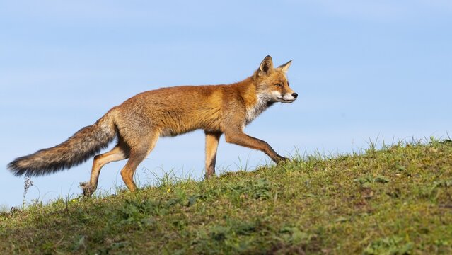 Attentive fox (Vulpes vulpes) on a tree, Zandvoort, Netherlands