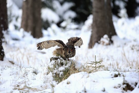 Eurasian eagle-owl (Bubo bubo), adult on tree stump in winter, flying up, in snow, Zdarske Vrchy, Bohemian-Moravian Highlands, Czech Republic