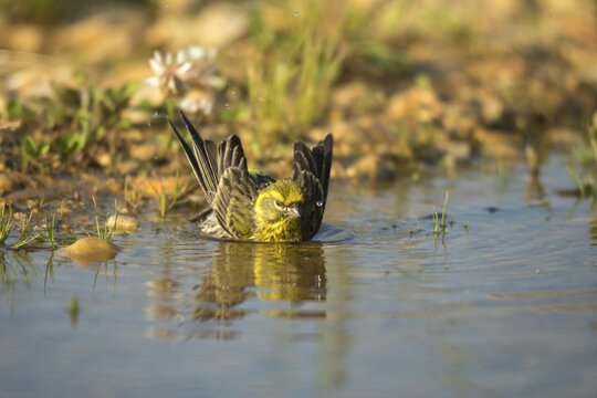 European Serin, serine, serinus serinus, bath, bird bath, birds, passeri, songbirds, potions, birdbath, birds, watering place