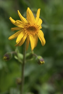 Arnica Montana, Arnica, Asteraceae, Mountain Welfare Rental, Daisy, Flora, High Size, Portrait, Leopard's Bane, Mountain Arnica, Mountain Tobacco, Plants, Wolf's Bane
