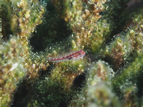 A tiny, red-spotted fish, the hairfin dwarf goby (Eviota prasites), is well hidden amongst green algae, at the Gondol Bay dive site, Gondol, Bali, Indonesia