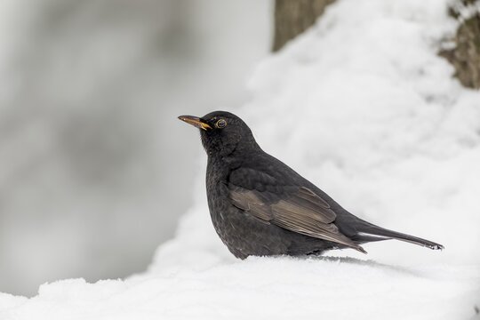 This male blackbird (Turdus merula) has an atypical beak colour, instead of the bright orange, dark shades predominate, winter, snow, cold, December, Germany
