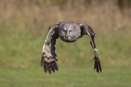 Great grey owl (Strix nebulosa) adult bird flying low over grass, England, United Kingdom, Captive