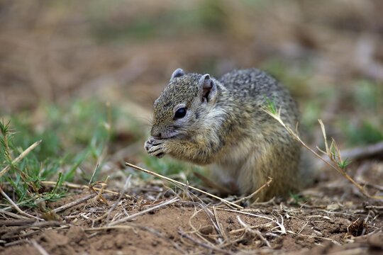 Smith's Bush Squirrel (Paraxerus cepapi), adult, feeding, Kruger National Park, South Africa