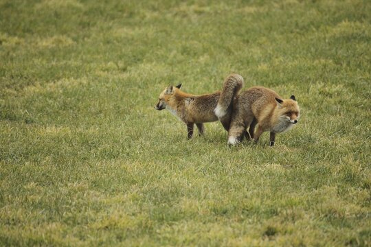 Fox (Vulpes vulpes) Ranz on the meadow, Allg&auml;u, Bavaria, Germany, Allg&auml;u, Bavaria, Germany