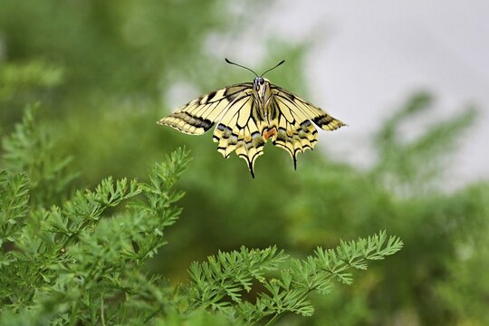 Swallowtail (Papilio machaon), approaching carrot weed (carrot herb), a food source for the caterpillars, Meienberg, Canton of Aargau, Switzerland
