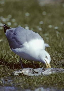 Herring gull, Larus argentatus, herring gull, birds, breeding plumage, brood dress, charadriiformes, gulls, high size, portrait format, ingestion, limikolen, seagulls, food intake, magnificent dress, birds