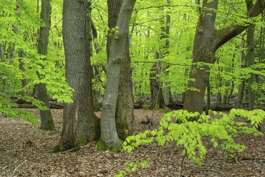 Spring in the Baumweg jungle, Emstek, Lower Saxony, Germany