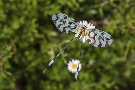 Thready, Nemoptera sinuata, Spoonwing, Southeast European threadlike, Threadwing antlion, Greece, insects, insects, web-winged