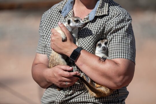 Woman holding a meerkat (Suricatta suricata) in her hands, meerkat breeding centre, Northern Cape, South Africa