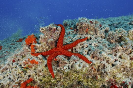 A red starfish, the purple starfish (Echinaster sepositus), lies on a seabed strewn with coral, at the Pasito Blanco Reef dive site, Arguinegu&iacute;n, Gran Canaria, Spain, Atlantic Ocean