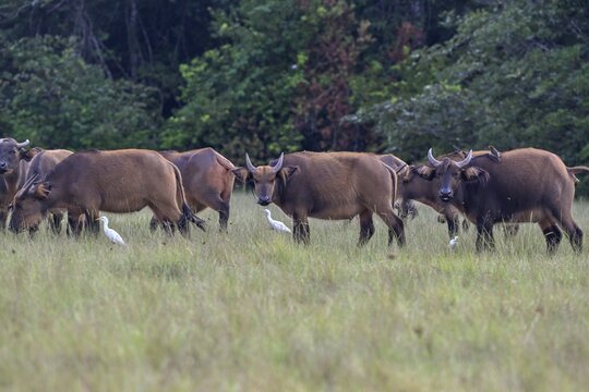 Red buffalo or forest buffalo (Syncerus nanus) in a clearing, Loango National Park, Parc National de Loango, Ogoou&eacute;-Maritime Province, Gabon