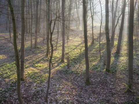 Early spring in the forest, spring snowflakes in bloom (Leucojum vernum), sun shining through morning mist, Zeitz Forest, Saxony-Anhalt, Germany