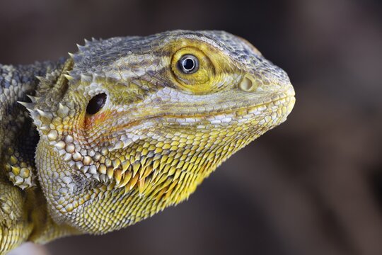 Bearded Dragon (Pogona Vitticeps) adult lizard animal head portrait, England, United KIngdom, Captive