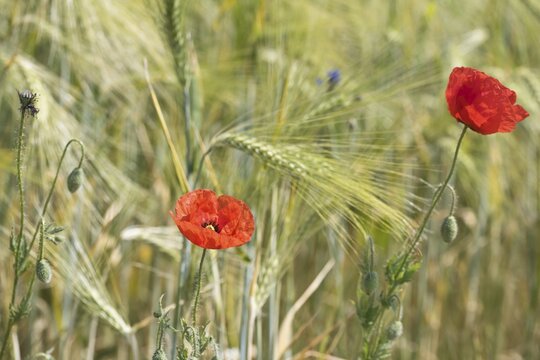Poppy flowers (Papaver rhoeas), Mecklenburg-Vorpommern, Germany