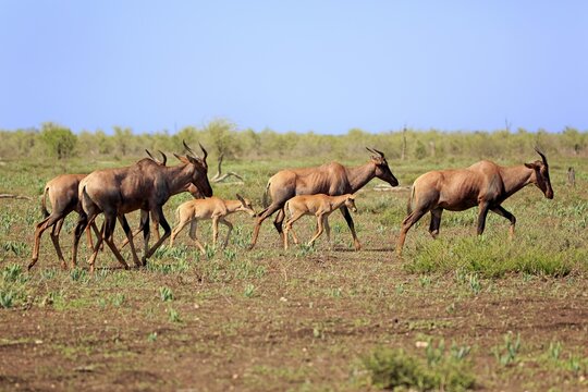 Sassabies (Damaliscus lunatus), herd of young animals walking through grassland, Kruger National Park, South Africa