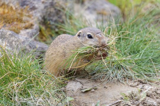 A fully grown European ground squirrel (Spermophilus citellus) carries nesting material in its mouth. Austria