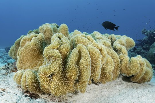Leather coral (Sarcophyton sp.) with outstretched polyps, sandy bottom, Pacific Ocean, Sulu Lake, Tubbataha Reef National Marine Park, Palawan Province, Philippines